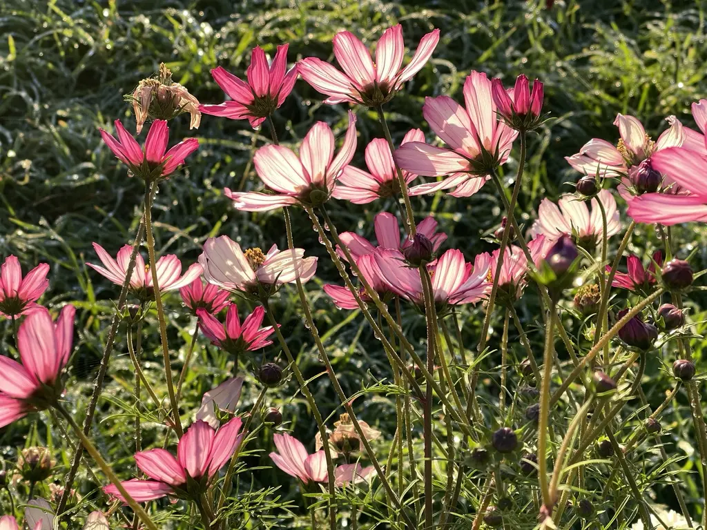 A field of cosmos flowers under an open sky