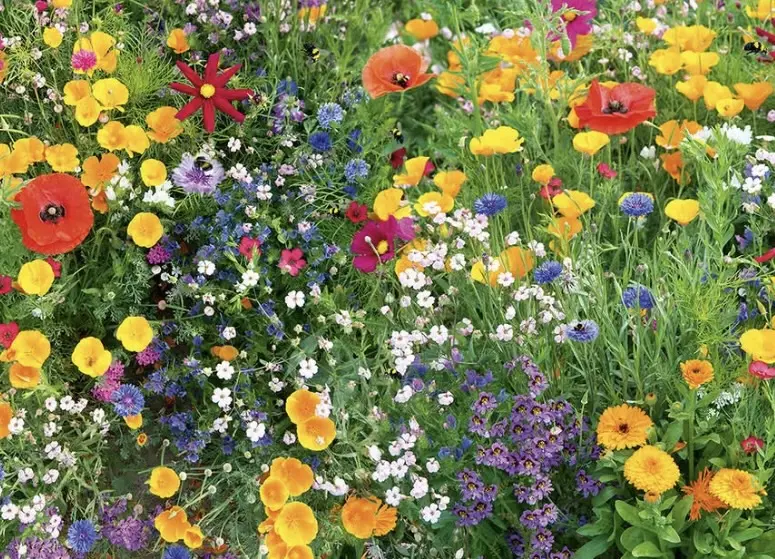 A wildflower meadow in summer